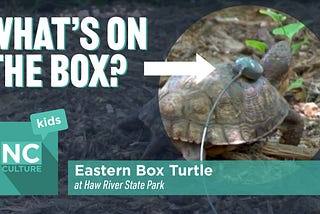 Haw River State Park: Eastern Box Turtle