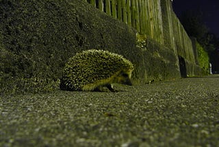 Some Uncertainty Amongst the Hedgehogs Today, by Faith Jones