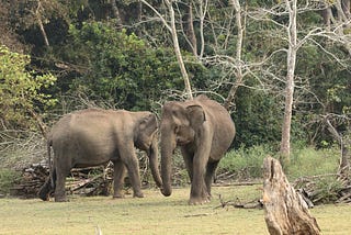 Musings of a Naturalist — a trunk full of tales