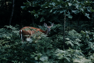 Picture of white tail deer in densely wooded area