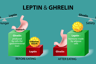 Your Tummy is Ghrelin(Growling) For Food