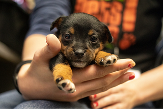 Canine Parvovirus Should Not Be a Death Sentence in Animal Shelters