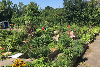 School Gardens and Community Gardens are Essential Infrastructure
