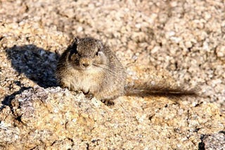 Why Rocky Landscapes Are Essential to the Dassie Hyrax’s Survival
