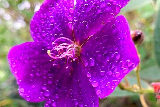 Lluvia de 45 minutos.