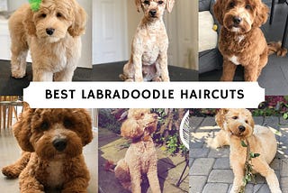 Best Labradoodle Haircuts