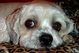 Bart, the cemetery dog, soon after being rescued