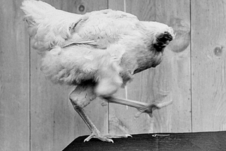 A real black and white picture of Mike, the headless chicken that made history.