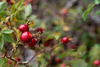 A picture of wild roses with red rose hips