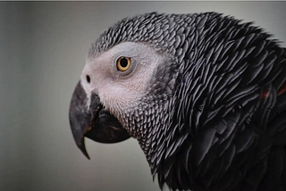 Species Differences In Vocal Learning By Parrots