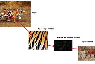 Why Not Use Pattern Recognition System to Track Endanger Species?