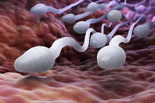 After entering a woman’s body, what happens to the billions of sperm that fail to fertilize the egg?