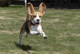 running dog