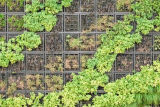 Resilience to flow variability of an open-air green wall for greywater treatment