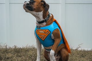 A dog in a superhero costume.