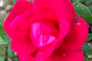 Honouring the Collective Wisdom in the Bereavement Circle