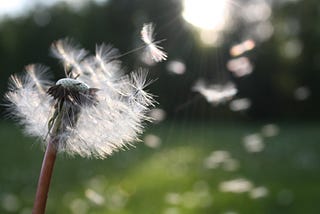 A Wish To The Time Before The Light