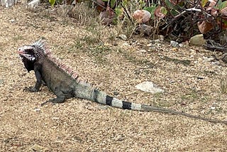 Being Watched By Iguanas In The USVI Is Creepy