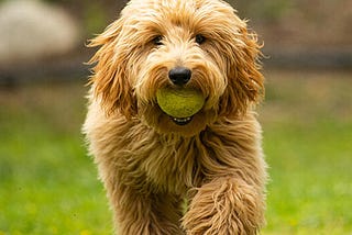 Goldendoodle Eğitimi — Yavru Tuvalet ve Temel Eğitimleri