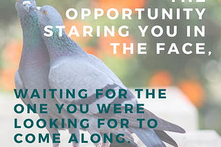 How the Universe Reminded Me Not to Miss Out On Opportunites with Pigeon Sex