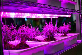 What is the light needed by plants?