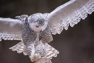 The Dream of the Snowy Owl + Your Superpowers