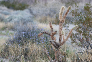 Cholla Cactus in Desert