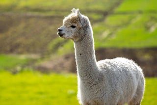 How to use Llama for text generation