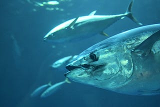 Bluefin tuna.