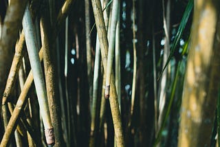 Bamboo love.