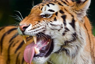 A close up of a tiger with its mouth open, teeth showing