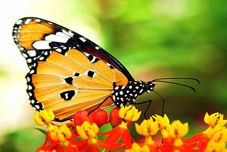 13 hình ảnh bươm bướm đẹp