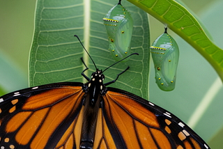 Monarch Butterfly, wings expanded, on a milkwood plant leaf, underneath 2 Pupae Chrysalises