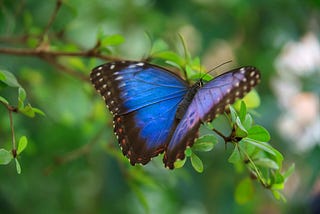 A Bride’s Butterflies