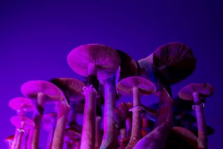 Silicon Valley’s Newest Obsession: Why Everyone’s Suddenly Talking About Psychedelics
