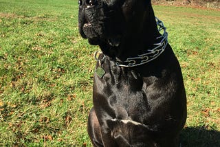 beautiful black dog