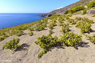 How To Produce Wine On A Volcano And Make It UNESCO Heritage