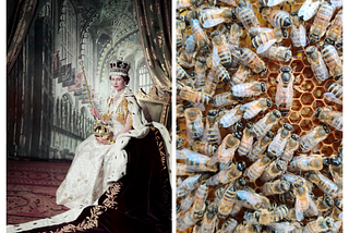 Two photos: the one of the left shows Queen Elizabeth II in full regalia; the right photo shows a queen bee surrounded by other bees, honeycomb in the background.