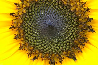 Sunflower Sunshine to Brighten Your Day