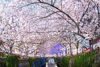 Japan’s Cherry Blossom Wallpapers