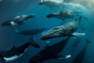 A whale-safe ocean is good for people