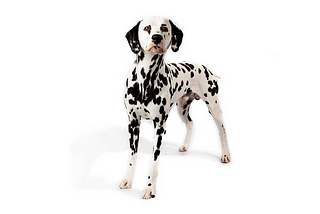 An image of a dalmatian