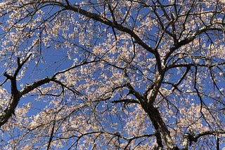 Cherry blossoms against a blue sky