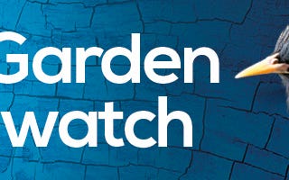 RSPB Big Garden Birdwatch