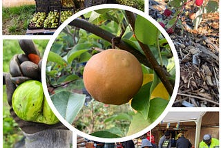 Washington State Food Insecurity Rises