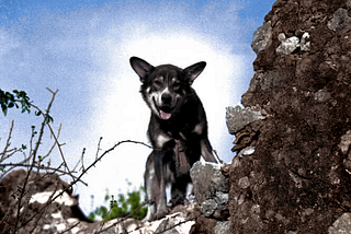 From Family Pet to Frontline Hero: The Story of Chips the War Dog