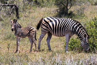 What makes Tanzania a popular destination for wildlife safaris?