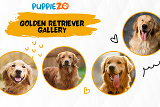 The Golden Retriever Price: How to Get the Best Deal on Golden Retriever