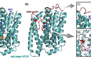 The Viral Puzzle of Why Humans are Susceptible to Hepatitis B Virus, But Monkeys are not!