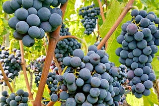 #XINOMAVRO grapes: This Growing Season 2016–2017 was one of the BEST!